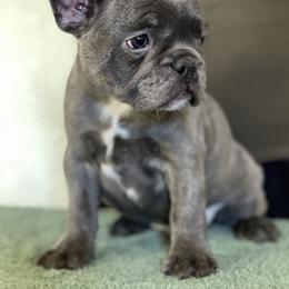 Boston Terrier and French Bulldog Puppies from High Plains