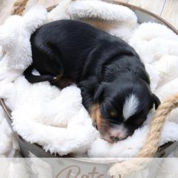 Patsy - Tri-color female Bernedoodle puppy in Idaho Falls, Idaho from Idahome Doodle