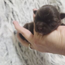 Solid chocolate, white markings boy - Chocolate male Chihuahua puppy in Richmond, Virginia from Breens