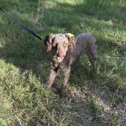 Marve - Poodle