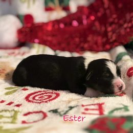 Ester - Black tri-color female Australian Shepherd puppy in Howardsville, Virginia from Spectacular Aussies and Cavaliers