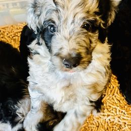 Aussiedoodle Puppies from Just Loving Doodles