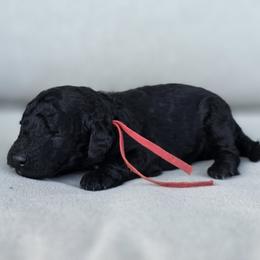 (Great Smoky Mountain) Smoky - Black male Goldendoodle puppy in Granite Falls, North Carolina from Carolina Goldendoodles