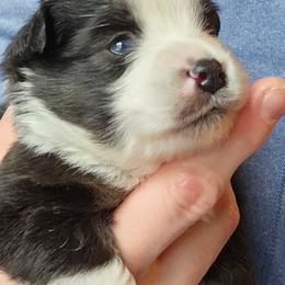 Darling - Black tri female Toy Australian Shepherd puppy in Powell Butte, Oregon from Willow Lane Ranch