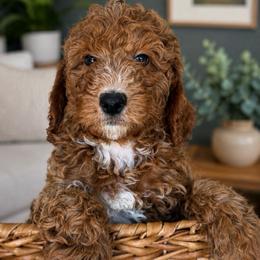 Nico - Red  male Goldendoodle puppy in Yuciapa, California from AlltheDoodlez_