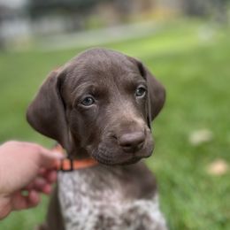 German Shorthaired Pointer Puppies from Juniper Ridge Pointers