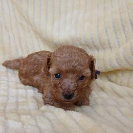 Molly - Apricot female Poodle puppy in Blanch, North Carolina from Faithful Hearts Kennel
