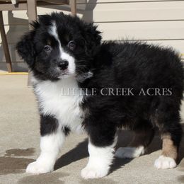 Australian Shepherd Puppies from Little Creek Acres Australian Shepherds