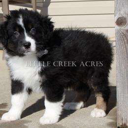 Australian Shepherd Puppies from Little Creek Acres Australian Shepherds