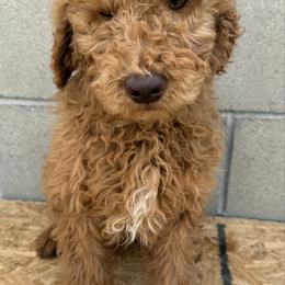 Purple - Red  female Goldendoodle puppy in Bakersfield, California from Lavish Doodles