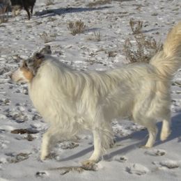 Tundra's sire Ice - Collie