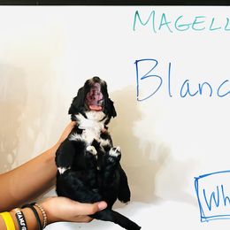 Boy 2 - male Portuguese Water Dog puppy in Houston, Texas from Magellan Portuguese Water Dogs