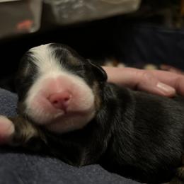 Bernese Mountain Dog Puppies from Berners of New Mexico