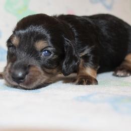 Boy 2 - Black and cream female Dachshund puppy in Craig, Colorado from Rocky Mountain Shih Tzus and Dry Creek Miniature Dachshunds