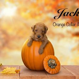 Jack - Red  male Goldendoodle puppy in Mendon, Massachusetts from Comfort & Cuddle Co