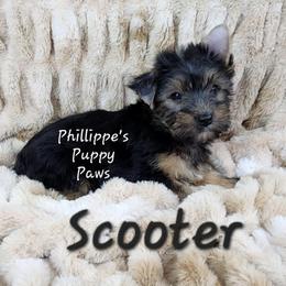 Scooter - Black and tan male Yorkshire Terrier puppy in Adair, Oklahoma from Phillippe's Puppy Paws