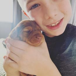 Dachshund Puppies from Hope Miniature Dachshunds