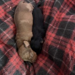Girlie 2 - Fawn (isabella) and tan Dachshund puppy in Garfiled, Arkansas from Iron Bear Livestock & Dachshunds