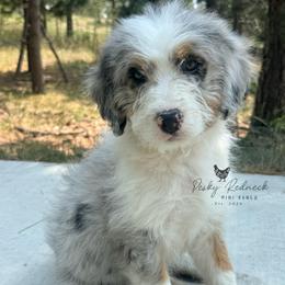 Nordic - Blue merle male Aussiedoodle puppy in Colorado Springs, Colorado from Pesky Redneck Mini Ranch