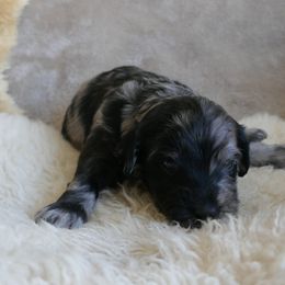 Rex - Merle male Labradoodle puppy in Anaconda, Montana from Daisy's Labradoodles