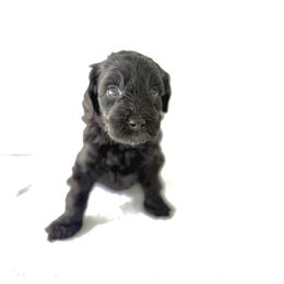Olive - Black female Goldendoodle puppy in Gilbert, Arizona from Sunny Doodles