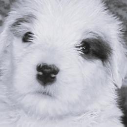 Old English Sheepdog puppies from Roland Hills Farm