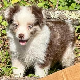 D'arcy - Red merle female Miniature Australian Shepherd puppy in Patterson, North Carolina from DreamLine Aussies
