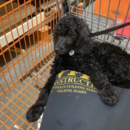Poodle Puppies from Stunningly Sweet Standards