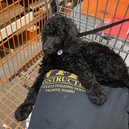 Poodle Puppies from Stunningly Sweet Standards