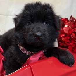 German Shepherd Puppies from Vom Archbold Haus World Class German Shepherds