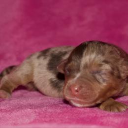 Reba McEntire - Red merle female Miniature Australian Shepherd puppy in Godley, Texas from Bradley Kennels