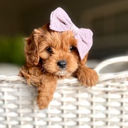 Cavalier King Charles Spaniels and Cavapoos from Adore Puppies