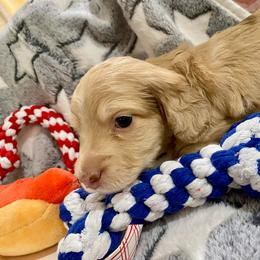 Nathan - Dapple male Dachshund puppy in Fontana, California from DOXI.E.