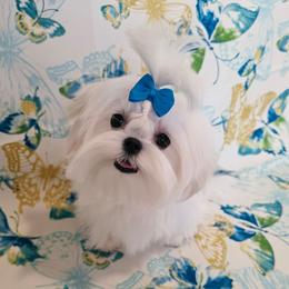 Rocket - White and lemon male Maltese puppy in Fresno, California from Soua's Pups