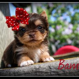 Bambi - Chocolate and tan female Yorkshire Terrier puppy in Warren, Michigan from Danielle's Yorkie Babies
