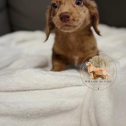 Muffin (Coco) - Dapple female Dachshund puppy in Lumber City, Georgia from Willow Run LLC