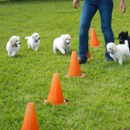 Standard Poodle Puppies from D and D Standard Poodles
