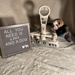 Girl 3 - Pembroke Welsh Corgi puppy in Payson, Utah from The Hoppers Back 40