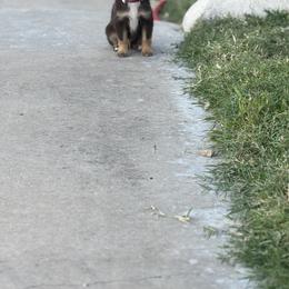 Toy Australian Shepherd Puppies from Carlsbad Toy Aussies