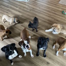 Boxer All Grown Up from Rock Run Boxers