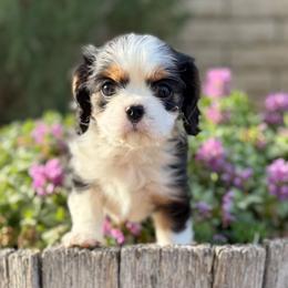 Kelly - Tri-color female Cavalier King Charles Spaniel puppy in Blanding, Utah from Blue House Cavaliers