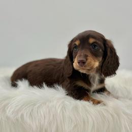 Vinny - Chocolate and tan male Dachshund puppy in Litchfield, Illinois from Charmm Dachshunds