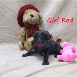 Girl Red - Black female Pug puppy in Medina, Ohio from T Tiny Treasures