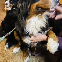 Bernese Mountain Dog All Grown Up from Black Forest Bernese