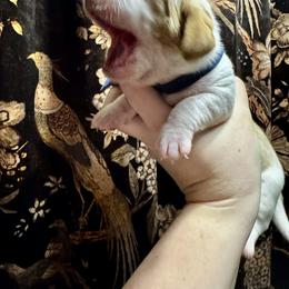 Mongo - Red and white male Basset Hound puppy in Bellaire, Ohio from Blessed Bassets