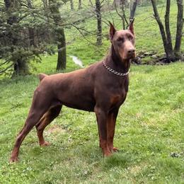 Lexi - Doberman Pinscher