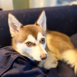 Alaskan Klee Kai All Grown Up from Excelsior Klee Kai