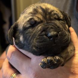 Pink collar female - Brindle female Boerboel puppy in Bon Aqua, Tennessee from Erickson Ranch Boerboels