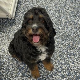 Izzy - Bernedoodle