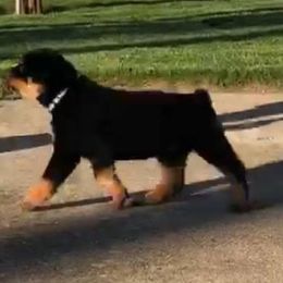 Rottweiler Puppies from Moonstone-D’Artagnan Farms